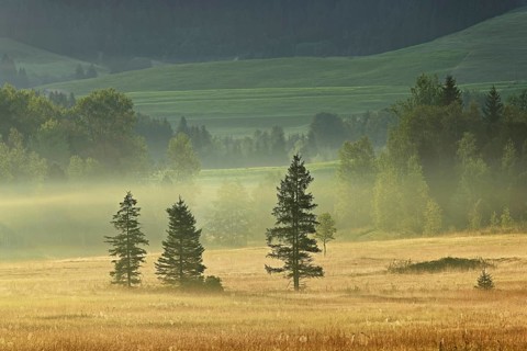 Trees in the early morning mist, Rothenthurm upland moor, Canton Schwyz, Switzerland, Europe