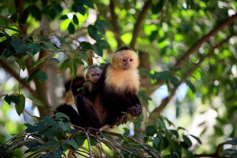 White-headed capuchin (Cebus capucinus), female with young, Roatan, Honduras, Central America