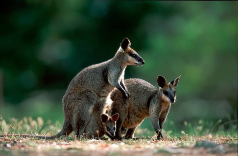 Whiptail Wallabies, pair with joey, Whiptail Wallabies, pair with young in pouch, Whiptail Wallaby