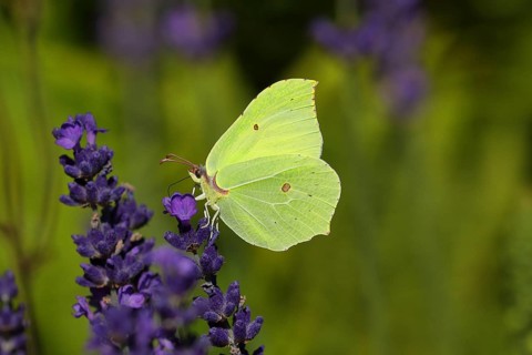 Lemon butterfly (Gonepteryx rhamny) on lavender flower, Wilden, North Rhine-Westphalia, Germany,