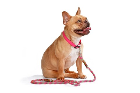 Red fawn French Bulldog dog wearing pink collar with rope leash on white background