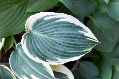 Leaf of Asian Hosta plant with green and with white color