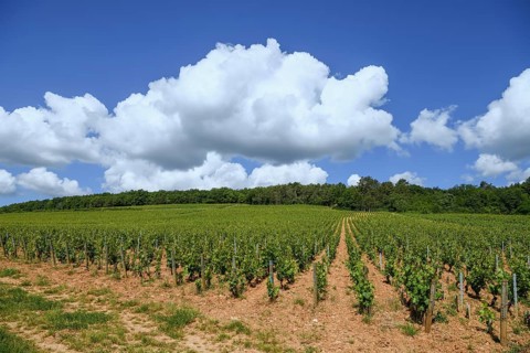 Vines on the Route des Grands-Crus, Route of Fine Wines, near Savigny-lès-Beaune, Département