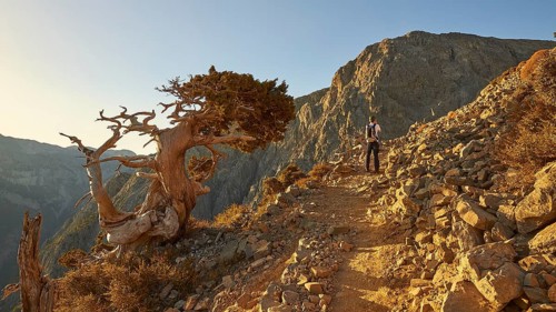 Bizarre gnarled tree, narrow hiking path, hiker from behind, Gingilos, hiking on the Gingilos,