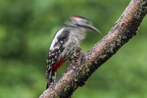 Great spotted woodpecker (Dendrocopos major), greater spotted woodpecker male hammering on branch