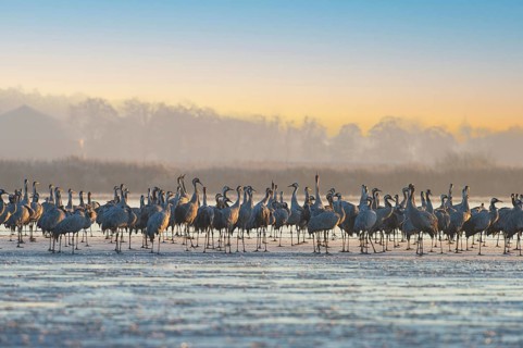 Crane (Grus grus) Resting and roosting on frozen lake, autumn crane migration, Brandenburg,