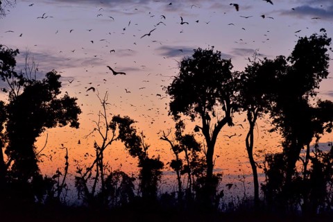 Straw-coloured Fruit Bats (Eidolon helvum), in flight at first light, Kasanka National Park,