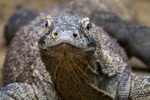 Komodo dragon, Komodo monitor (Varanus komodoensis), giant lizard native to the Indonesian islands