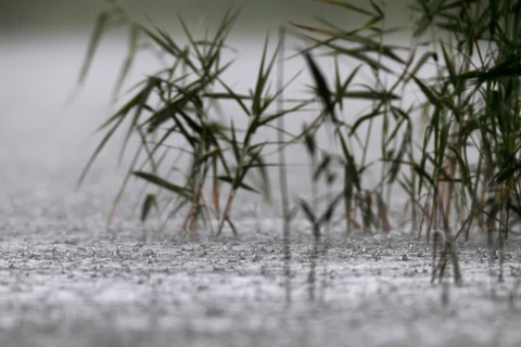 Raindrops, heavy rain, thunderstorm, Müritz National Park, Mecklenburg-Vorpommern, Germany, Europe