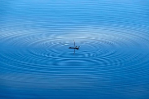 End of a dragonfly, Germany, Europe