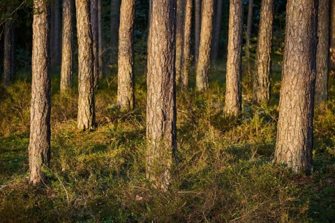 Scots pine (Pinus sylvestris) tree trunks, snow, detail, Upper Palatinate, Bavaria, Germany, Europe