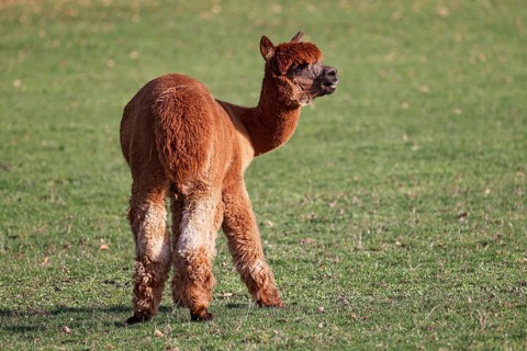 Alpaca (Vicugna pacos), Germany, Europe