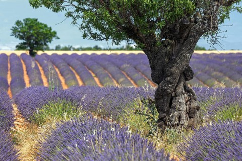 Trees in a lavender field, flowering true lavender (Lavandula angustifolia), near Puimoisson,