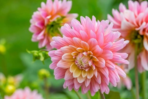 Dahlias (Dahlia), Münsterland, North Rhine-Westphalia, Germany, Europe