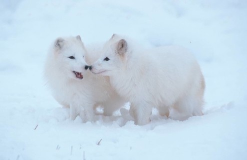 Arctic Foxes (Alopex lagopus) (Vulpes lagopus), pair