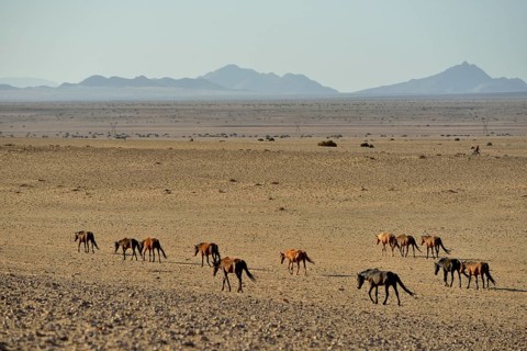 Desert Horses, Namib desert horses (Equus ferus) running through the desert, herd near the