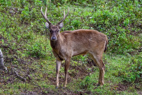 Javan rusa (Cervus timorensis), male, Mount Hagen, Western Highlands Province, Papua New Guinea,