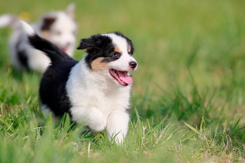 Miniature American Shepherd (Canis lupus familiaris) puppy, puppy running across a meadow,