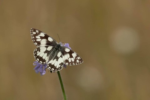 Marbled white (Melanargia galathea) butterfly adult feeding on a Field scabious (Knautia arvensis)