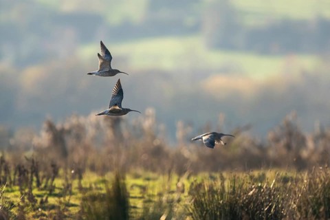 Eurasian Curlew (Numenius arquata) birds in flight over Marshes at winter time