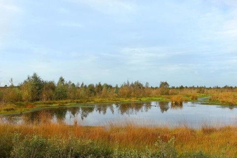Rehdener Geestmoor, bog pond in autumn, Dümmer nature park Park, Lower Saxony, Germany, Europe
