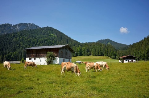 Cows and alpine huts on the Rötelmoosalm in Chiemgau, Bavaria, Germany, Europe