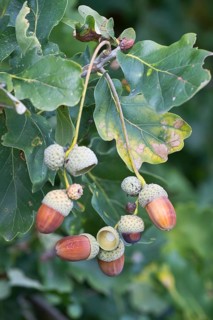 English oak (Quercus robur) with acorns, Lower Saxony, Germany, Europe