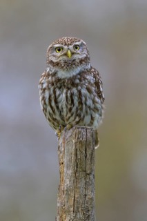 Little Owl (Athene noctua), calling male on willow pole, biosphere reserve, Swabian Alb,