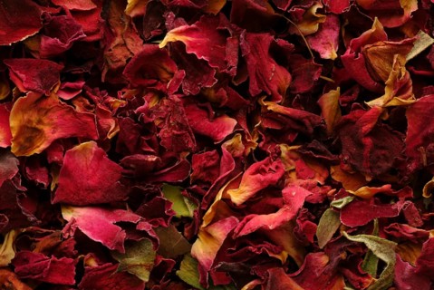 Dried petals of the medicinal plant rose, fragrant rose, Rosa gallica officinalis, The rose is also