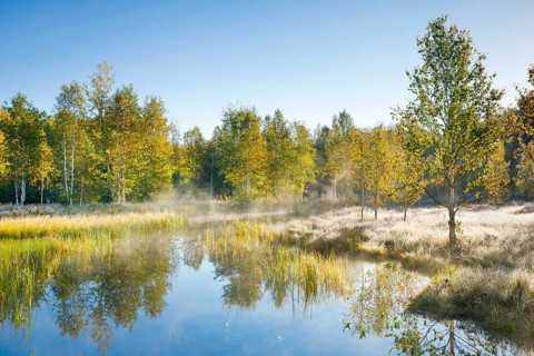 The first rays of sunlight bathe the birch forest and grasses in a warm light, clouds of mist drift