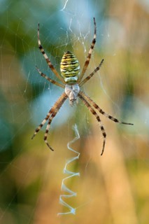 Wasp spider (Argiope bruennichi) NSG Ermschwerd Witzenhausen, Hesse, Germany, Europe