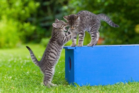 House cats, kittens, tabby