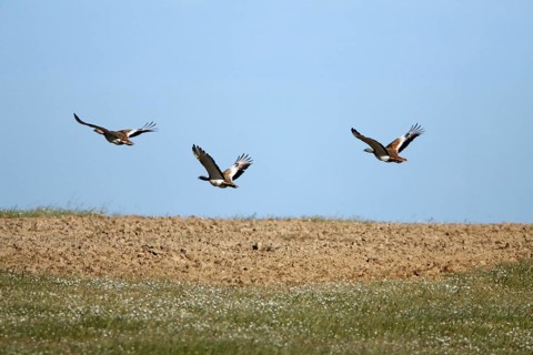 Great Bustards (Otis tarda), Alentejo, Portugal, Europe