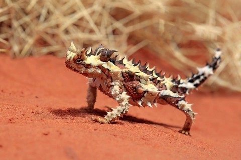 Thorny devil (Moloch horridus), Northern Territory, Australia, Oceania