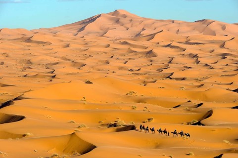 Morocco, camel driver, Berber, Erg Chebbi desert, dunes, caravan, Africa