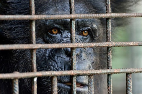 Common Chimpanzee (Pan troglodytes) behind bars, captive, South-West Region, Cameroon, Africa