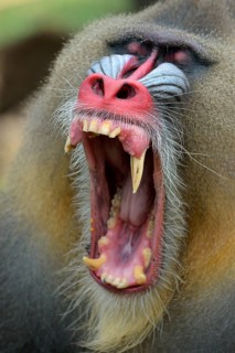 Mandrill (Mandrillus sphinx), male, yawning, captive, South-West Region, Cameroon, Africa