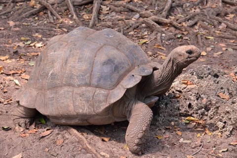 Aldabra Giant Tortoise (Aldabrachelys gigantea), Changuu Island, Zanzibar Archipelago, Tanzania,