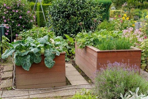Two raised beds planted with kohlrabi and chives, allotment garden, North Rhine-Westphalia,