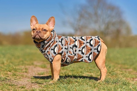 Side view of French Bulldog dogs wearing bathrobe made from fleece fabric to dry faster after