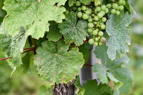 Sick vine grape leaves infected with mildew fungal disease with white and brown spots