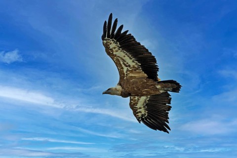 Griffon vulture (Gyps fulvus) in flight, Verdon Gorge, Provence, France, Europe