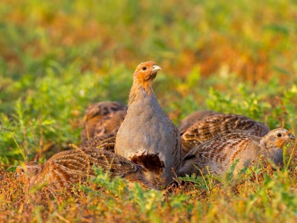 Gray partridges (Perdix perdix), family group (chain) on a fallow land, Solms, Hesse, Germany,