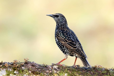 Starling, Common Starling (Sturnus vulgaris) sitting attentively on the forest floor, Siegerland