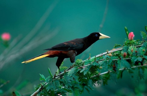 Crested Oropendola (Psarocolius decumanus), Asa Wright nature centre, Trinidad, Kraehen-Stirnvogel,
