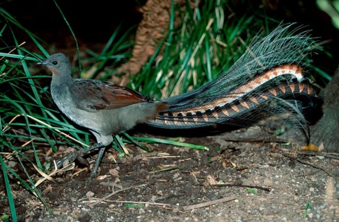 Superb Lyrebird (Menura novaehollandiae), Australia, Oceania
