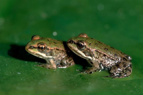 Young edible green frog (Rana esculenta), Germany, Europe