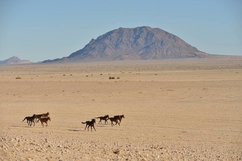 Namib desert horses (Equus ferus) galloping in desert, near watering hole at Garub, Aus, Karas