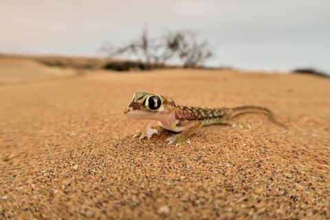 Namib gecko, namib sand gecko, web-footed gecko (Pachydactylus rangei), Namib Desert, Namibia,