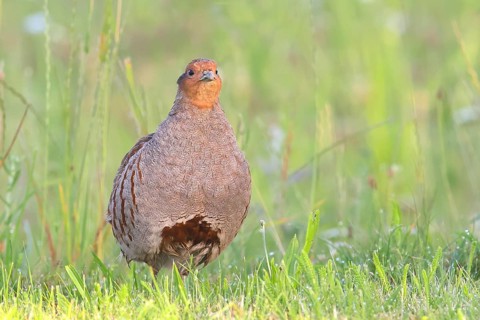Gray partridge (Perdix perdix), rooster looking attentively, wildlife, Sankt Andrä am Zicksee,